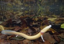 Into the Light: Surface Behavior of the Olm