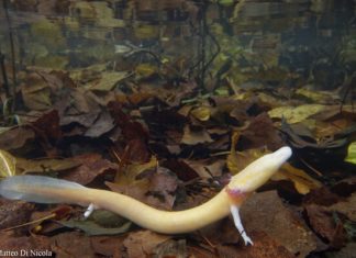 Into the Light: Surface Behavior of the Olm