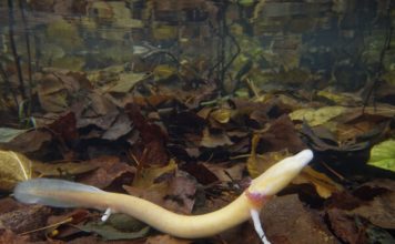 Into the Light: Surface Behavior of the Olm