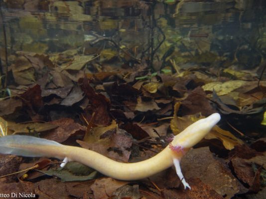 Into the Light: Surface Behavior of the Olm